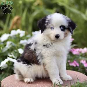 Frances, Miniature Australian Shepherd Puppy
